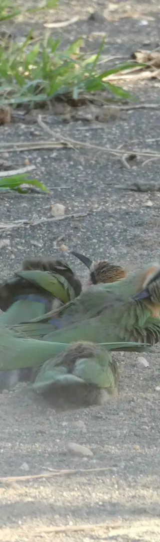 Bienenfresser: Genuss im Sand
